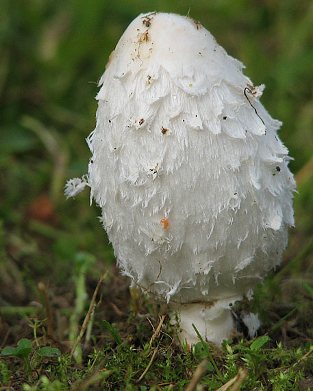 hnojník obyčajný Coprinus comatus (O.F. Müll.) Pers.