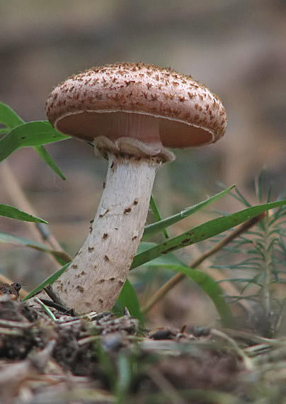 podpňovka tmavá Armillaria ostoyae (Romagn.) Herink