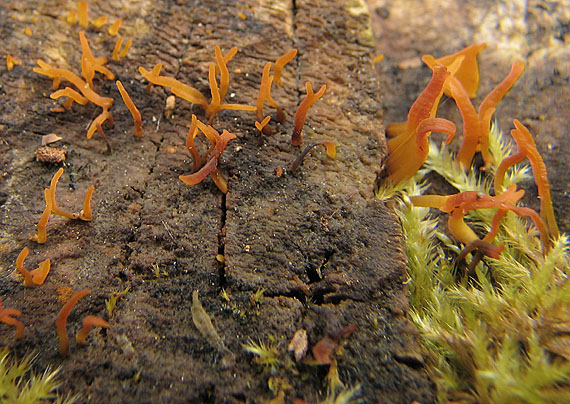 parôžkovec Calocera sp.