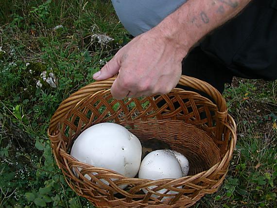 vatovec obrovský ---- ako "vyšitý" Calvatia gigantea (Batsch) Lloyd