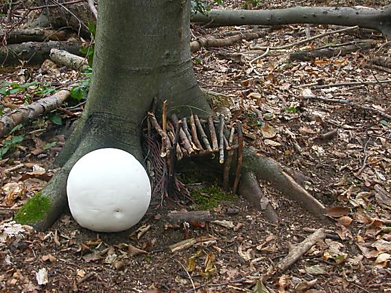 vatovec obrovský Calvatia gigantea (Batsch) Lloyd