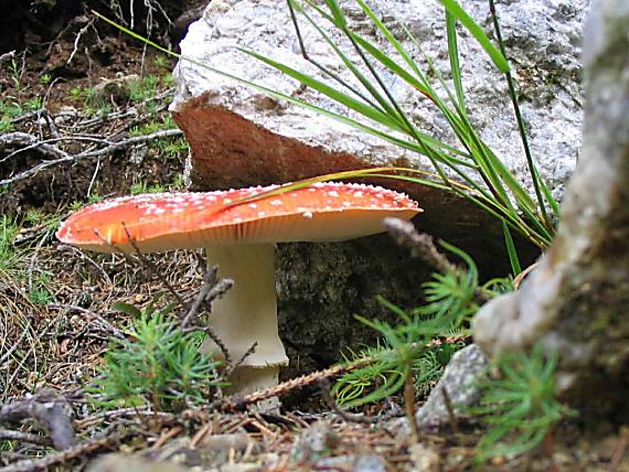 muchotrávka červená Amanita muscaria (L.) Lam.