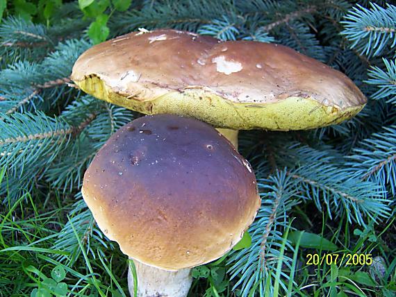 pekný nález. Boletus edulis Bull.