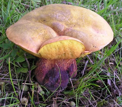 hríb Boletus sp.