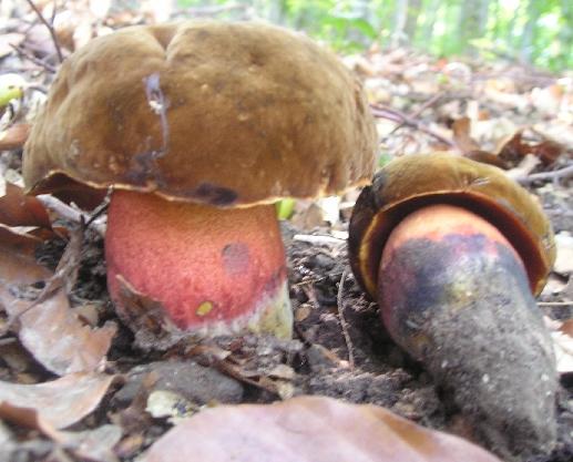 hríb zrnitohlúbikový Sutorius luridiformis (Rostk.) G. Wu & Zhu L. Yang