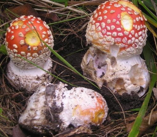 muchotrávka červená Amanita muscaria (L.) Lam.