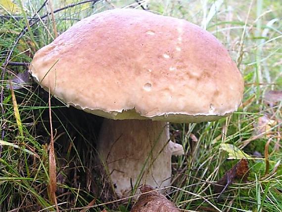 hríb Dubový Boletus reticulatus Schaeff.