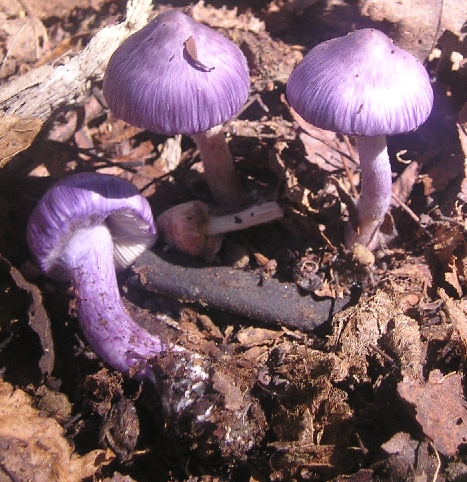 vláknica hlinovolupeňová Inocybe geophylla (Bull.) P. Kumm.