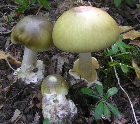 muchotrávka zelená Amanita phalloides (Vaill. ex Fr.) Link