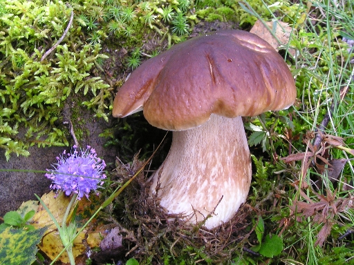 hríb smrekový Boletus edulis Bull.