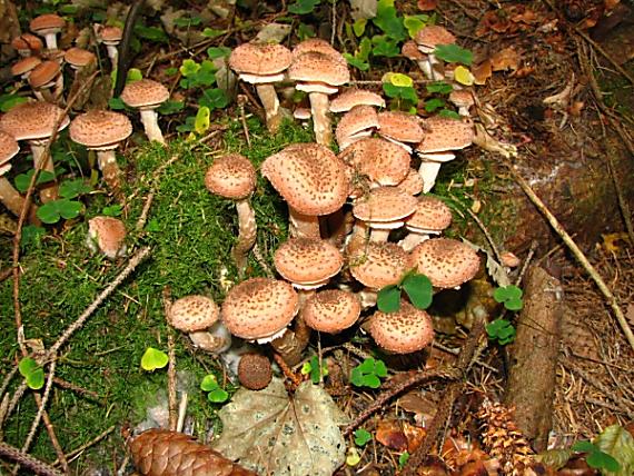 podpňovka tmavá Armillaria ostoyae (Romagn.) Herink