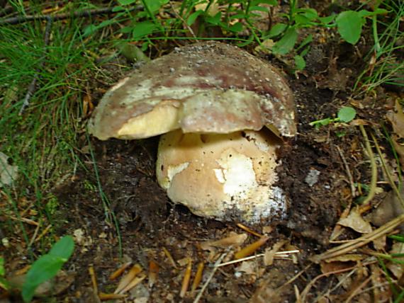 hríb Boletus sp.