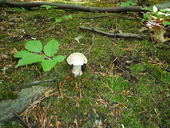 muchotrávka Amanita sp.