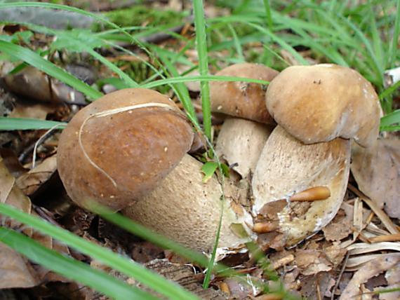 huby Boletus reticulatus Schaeff.