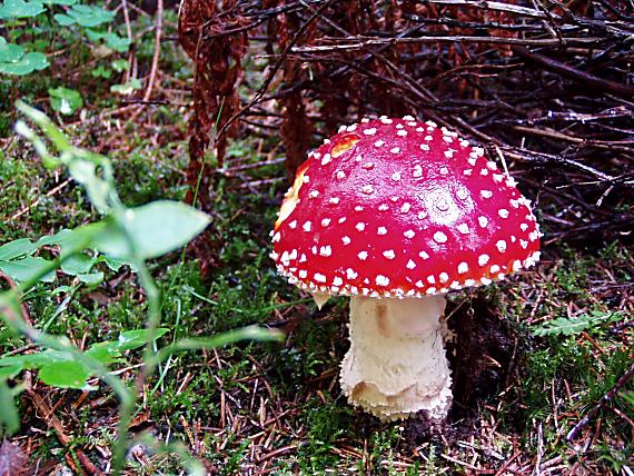 muchotrávka červená Amanita muscaria (L.) Lam.