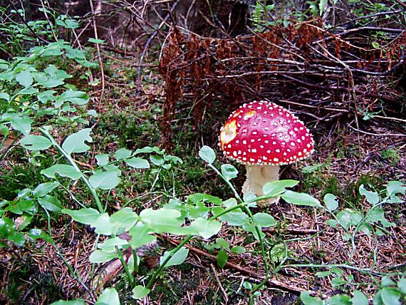 muchotrávka červená Amanita muscaria (L.) Lam.