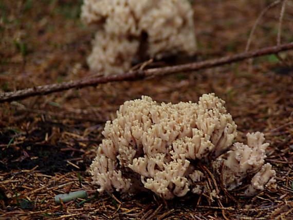 strapačka Ramaria sp.