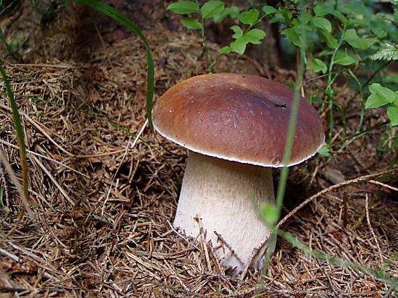 hríb smrekový Boletus edulis Bull.