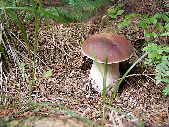 hríb smrekový Boletus edulis Bull.