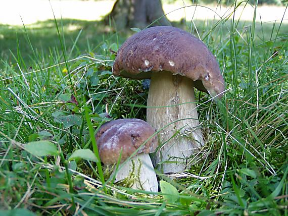 hríb smrekový Boletus edulis Bull.