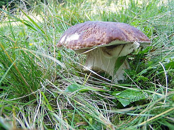 hríb smrekový Boletus edulis Bull.