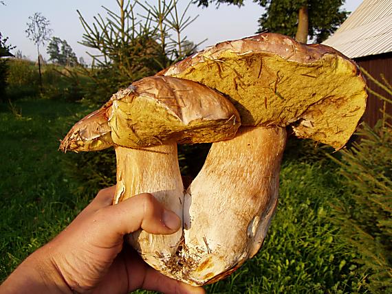 hríb smrekový Boletus edulis Bull.