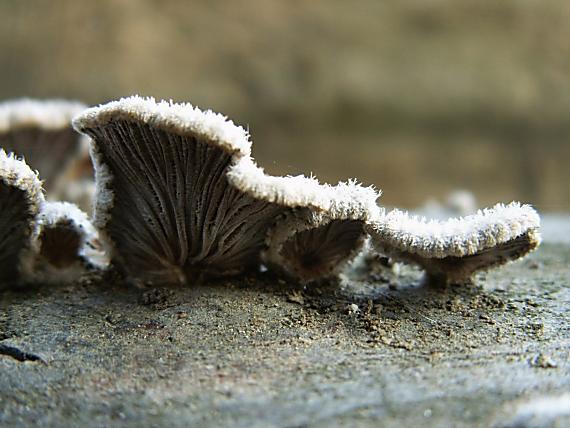 klanolupeňovka obyčajná Schizophyllum commune Fr.