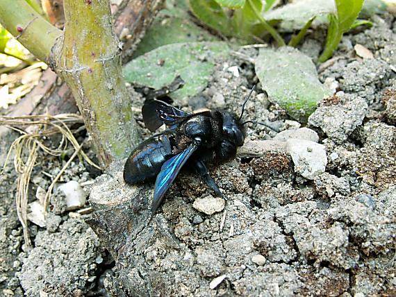 drevár fialový Xylocopa violacea