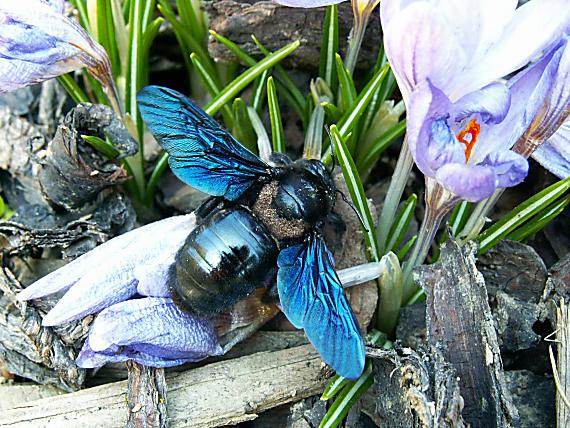 drevár fialový Xylocopa violacea