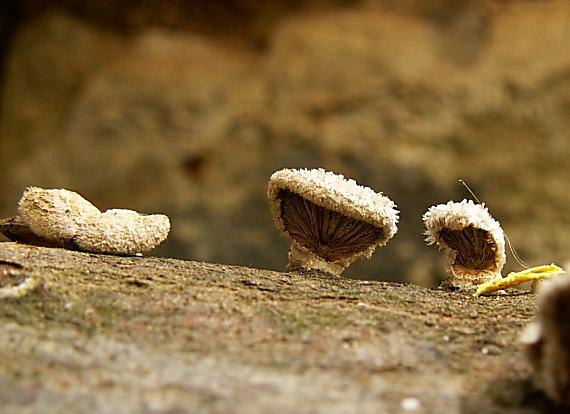 klanolupeňovka obyčajná Schizophyllum commune Fr.