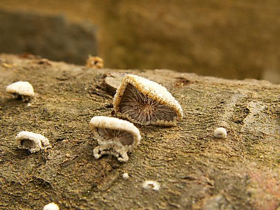 klanolupeňovka obyčajná Schizophyllum commune Fr.