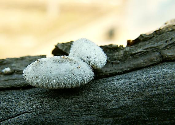 klanolupeňovka obyčajná Schizophyllum commune Fr.