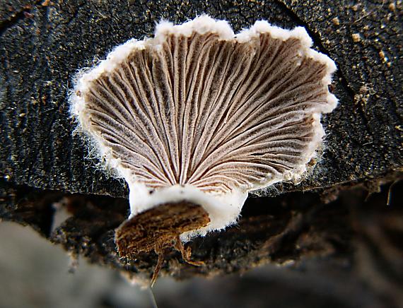 klanolupeňovka obyčajná Schizophyllum commune Fr.