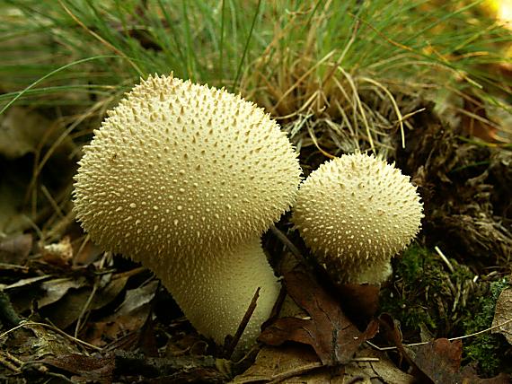 prášnica bradavičnatá Lycoperdon perlatum Pers.