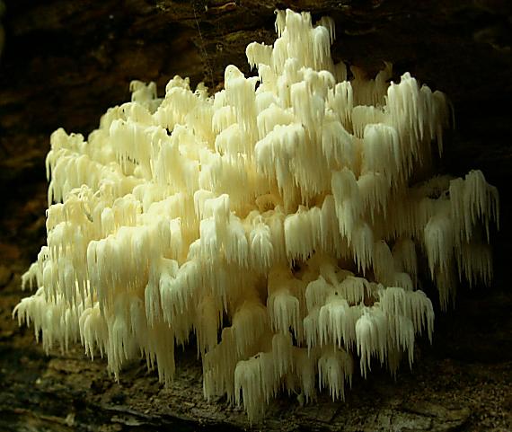 koralovec bukový Hericium coralloides (Scop.) Pers.