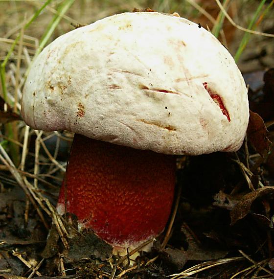 hríb purpurový Rubroboletus rhodoxanthus Kuan Zhao &amp; Zhu L. Yang