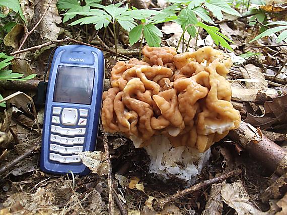 ušiak obrovský Gyromitra gigas (Krombh.) Cooke