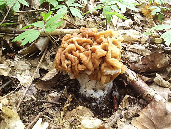 ušiak obrovský Gyromitra gigas (Krombh.) Cooke