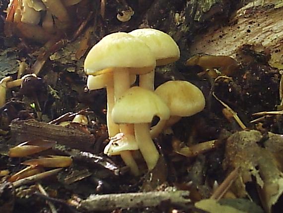 strapcovka zväzkovitá Hypholoma fasciculare (Huds.) P. Kumm.