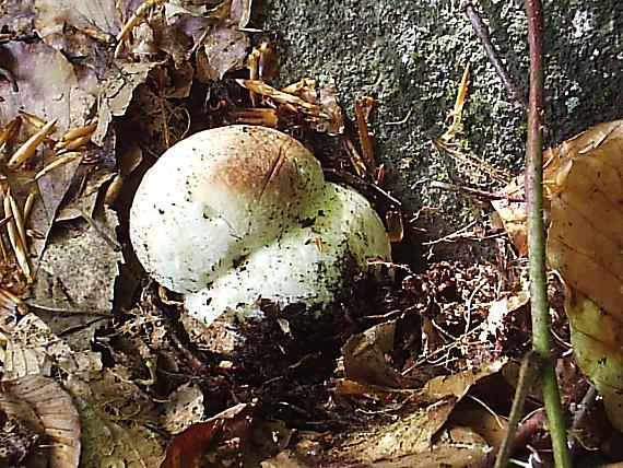 hríb sosnový Boletus pinophilus Pil. et Dermek in Pil.