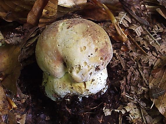 hríb sosnový Boletus pinophilus Pil. et Dermek in Pil.