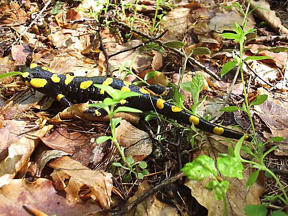 salamandra škvrnitá