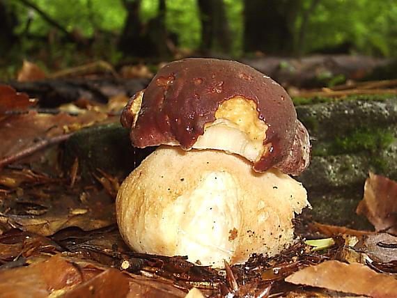 hríb sosnový Boletus pinophilus Pil. et Dermek in Pil.