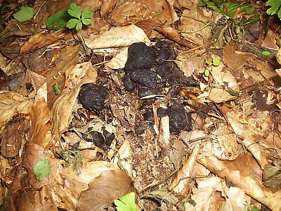 trúdnik klobúčkatý Polyporus umbellatus (Pers.) Fr.