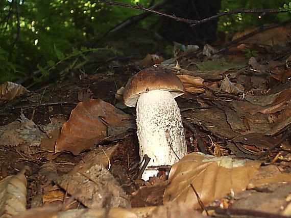 kozák hrabový Leccinum pseudoscabrum (Kallenb.) Šutara