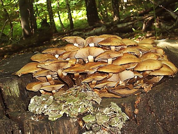 šupinačka menlivá Kuehneromyces mutabilis (Schaeff.) Singer & A.H. Sm.