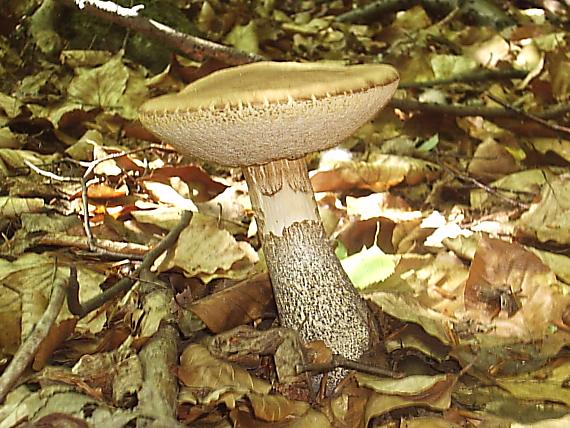 kozák brezový Leccinum scabrum (Bull.) Gray