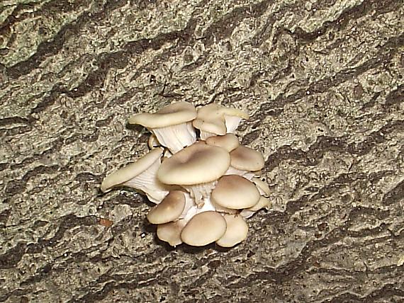 hliva buková Pleurotus pulmonarius (Fr.) Quél.