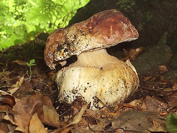 hríb sosnový Boletus pinophilus Pil. et Dermek in Pil.