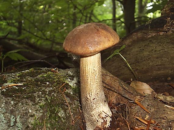 kozák hrabový Leccinum pseudoscabrum (Kallenb.) Šutara